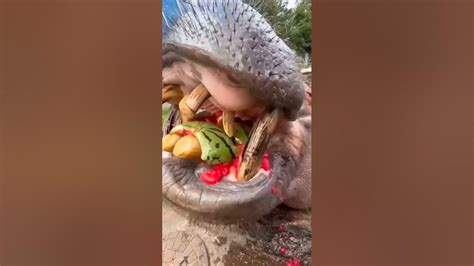 Hippo Eating Watermelon Shorts Animals Youtube