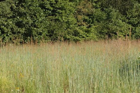 Field Biology In Southeastern Ohio Pass The Grass