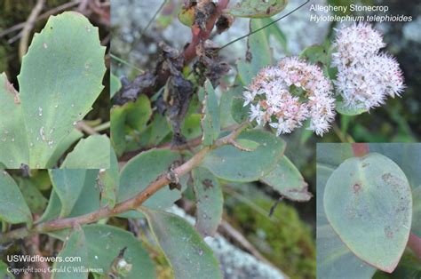 US Wildflower - Allegheny Stonecrop, Allegheny Live-for-ever ...