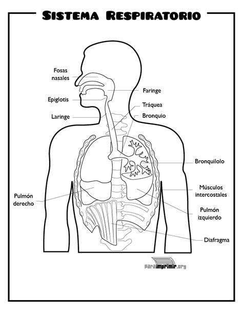 Sistema Respiratorio Para Imprimir Human Body Projects Short Stories