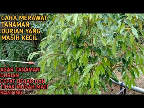 Cara Mempercepat Pertumbuhan Tanaman Durian Durian Bawor Dan