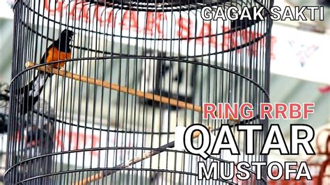 Murai Batu Qatar Ring Rrbf Pukulan Bertubi Tubi Muraibatu Murai