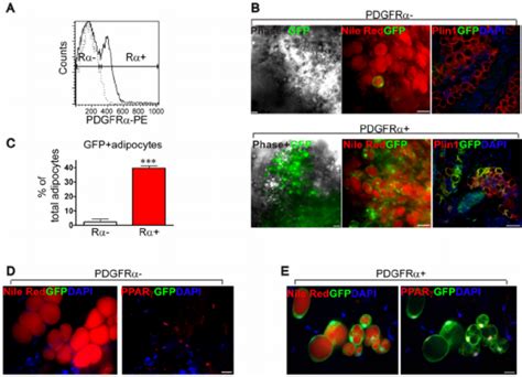 In Vivo Adipogenic Potential Of Facs Purified Pdgfr Expressing