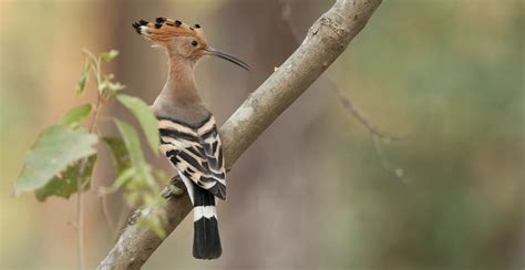 7 African Hoopoe Bird Facts - Stinky Yet Beautiful - Sharing My Fever ...