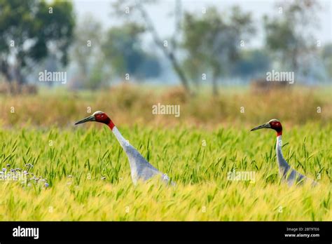 Crain bird hi-res stock photography and images - Alamy