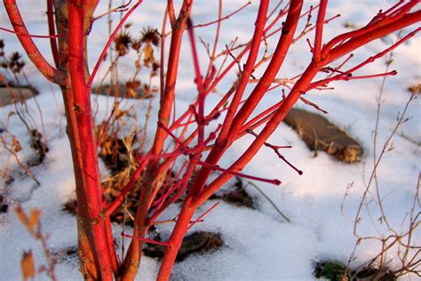 Winter Beauty: The Coral Bark Japanese Maple