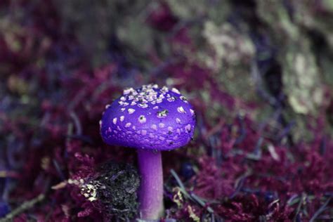 Purple Mushroom By B Squaredstock On Deviantart
