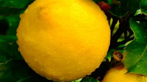 Por Primera Vez Se Exportaron Limones Mandarinas Y Pomelos Desde