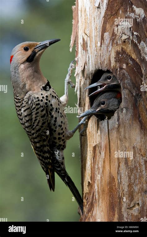 Northern Flicker Colaptes Auratus At Nest Cavity With Chicks Alaska