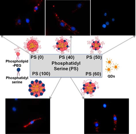 Schematic Representation Of Ps Qd Micelles And Evaluation Of Their