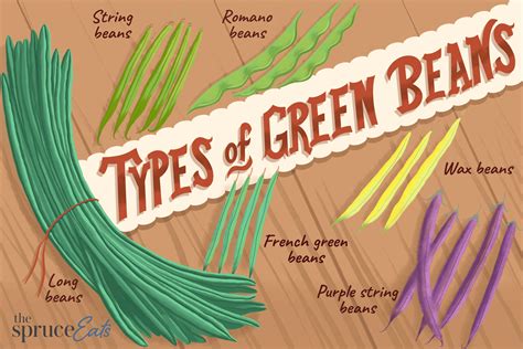 Guide To Beans From Green To Purple To Varieties