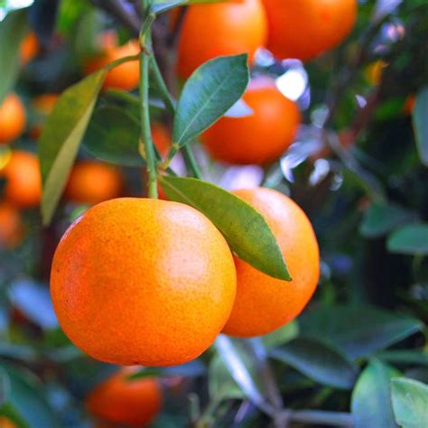 Dancy Mandarin Tree Plants Express