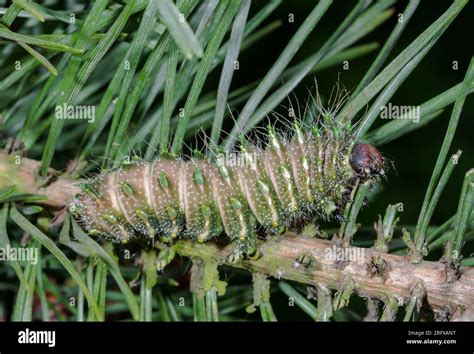 Mature Caterpillar of Chinese Moon Moth (Actias dubernardi), Saturnidae ...