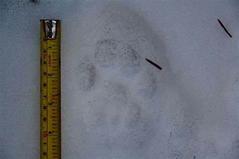 Mountain Lion Tracks In Snow