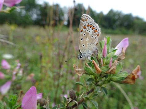 Vroege Vogels Foto Geleedpotigen Icarus Blauwtje