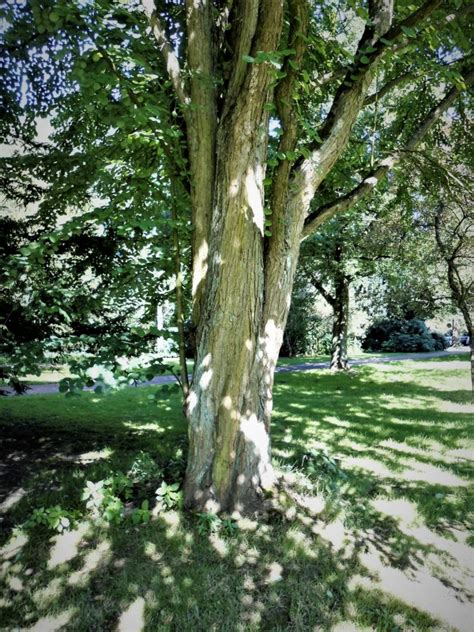 Japanische Kuchenbaum Auf Dem Gr Nstreifen Der Saarlandstra E Kurz Vor