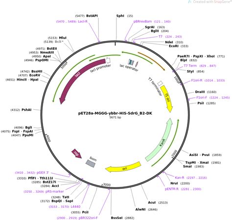 Addgene PET28a MGGG Ybbr HIS SdrG B2 DK