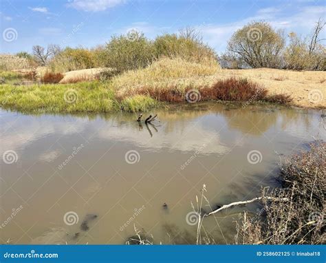 Flooded Floodplain Of Lake Khanka In Autumn Russia Primorsky Krai