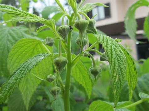 Dove Piantare I Lamponi Rubus Idaeus Come Si Coltivano Il Gusto