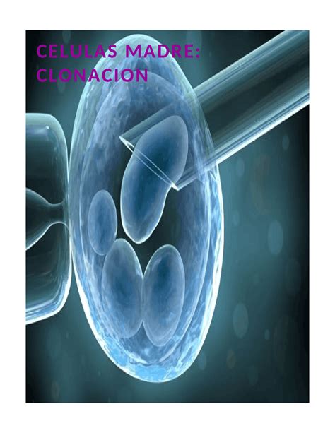 Celulas Madre Clonacion Guías Proyectos Investigaciones De Biología Docsity