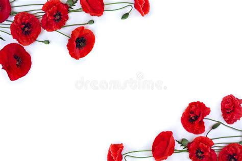 Flowers Red Poppy And Buds Papaver Rhoeas Corn Poppy Corn Rose