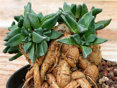 Tips And Tricks For Growing Succulents World Of Succulents