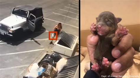 Video Catches Woman Tossing 7 Newborn Puppies Into Coachella Dumpster