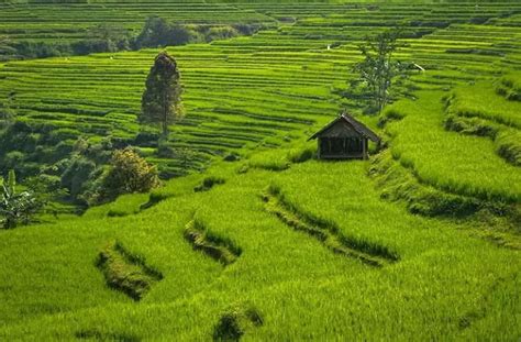 Conto Bulukerto Wonogiri, Hamparan Sawah Dengan Terasering Indah Bikin ...