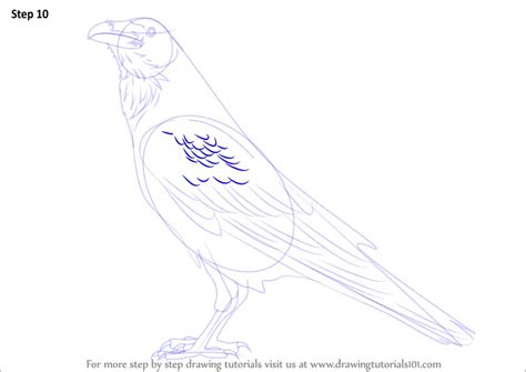 Learn How to Draw a Raven (Birds) Step by Step : Drawing Tutorials