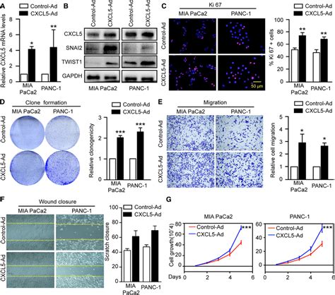 Overexpression Of Cxcl In Pc Cells Enhanced The Proliferation