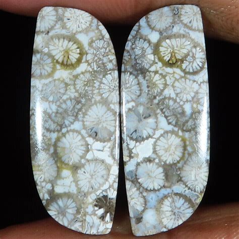 Natürlich Fossil Koralle Paar Cabochon Edelstein Fancy Form 26 40 Cts