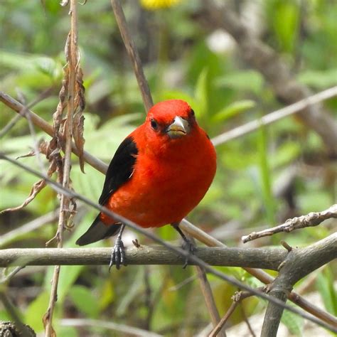 Scarlet Tanager Guelph Ontario Canada Jan Mersey Flickr