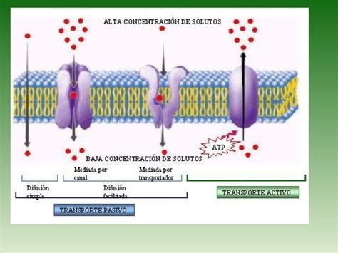 Transporte Y Membrana Celular Ppt