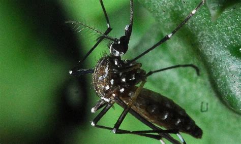 Armadilha Para Capturar Aedes Aegypti Vira M Todo Para Monitorar Dengue