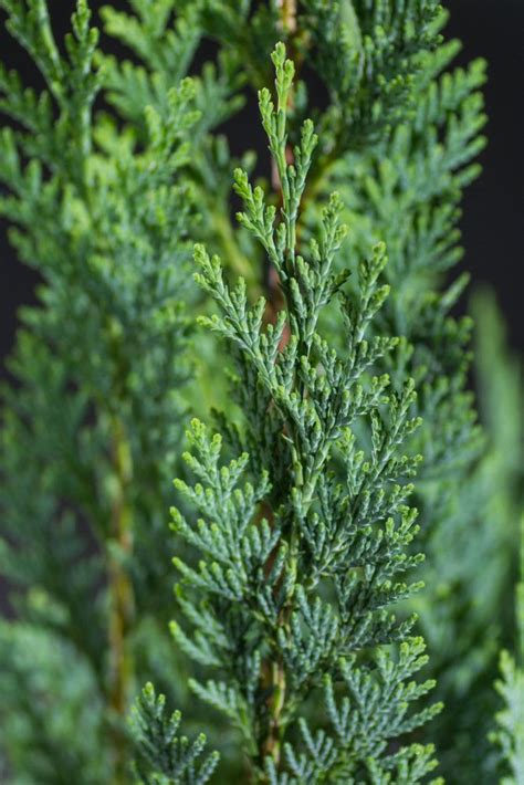 Blaue Scheinzypresse Columnaris Chamaecyparis Lawsoniana Columnaris