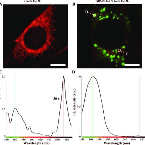 Fluorescence confocal microscopy images of the intracellular ...