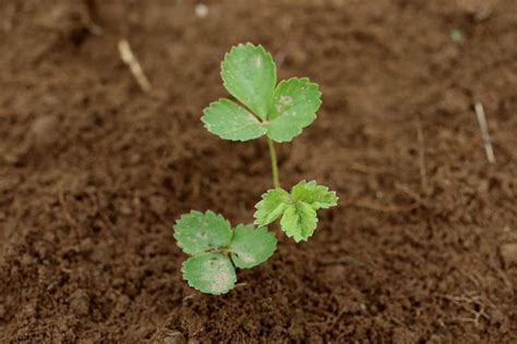 Propagating Strawberry Plants The 1800 S Housewife