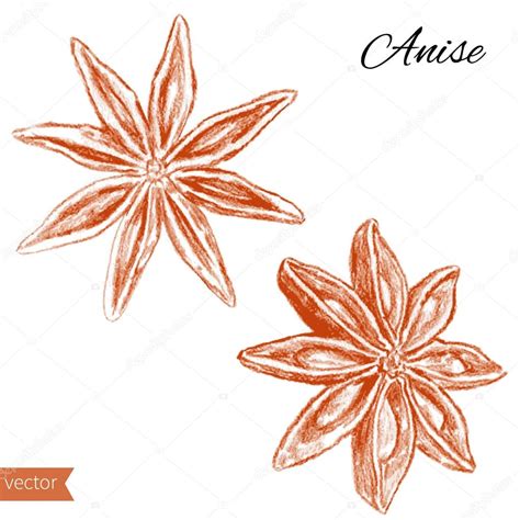 Star Anise Graphic Illustration Isolated On White Background Hand