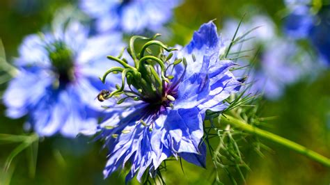 Jungfer Im Grünen Blau Blume Kostenloses Foto auf Pixabay Pixabay