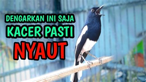 Dengarkan Ini Saja Kacer Pasti Nyaut Langsung Konslet Pancingan