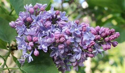 Young Purple Liliacs Stock Photo Image Of Fragrant Purple 93364710