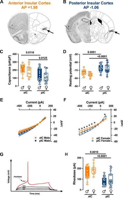 Sexual Differences In Neuronal And Synaptic Properties Across Subregions Of The Mouse Insular