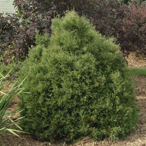 Dwarf Arborvitae Sherwood Moss Thuja Occidentalis Mygardenlife