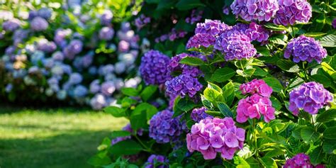 Planting Hydrangea In Michigan A Growers Guide Gfl Outdoors