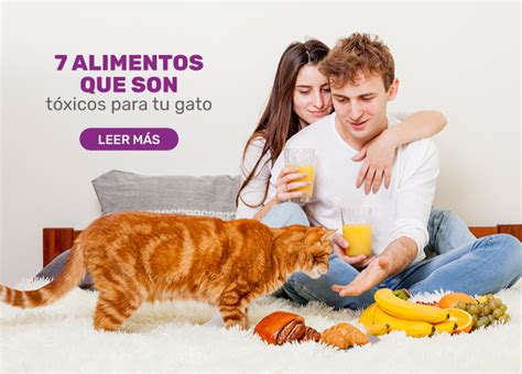 7 alimentos que son tóxicos para tu gato Nutritec CAT