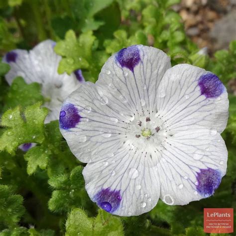 Немофила пятнистая (Nemophila maculata) — описание, выращивание, фото ...