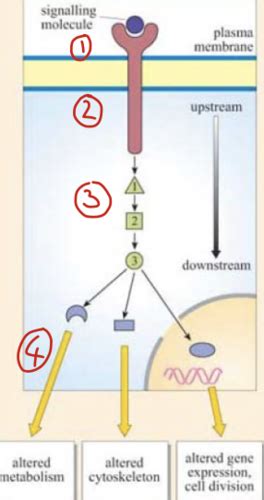 Cell Signalling Signal Transduction Flashcards Quizlet