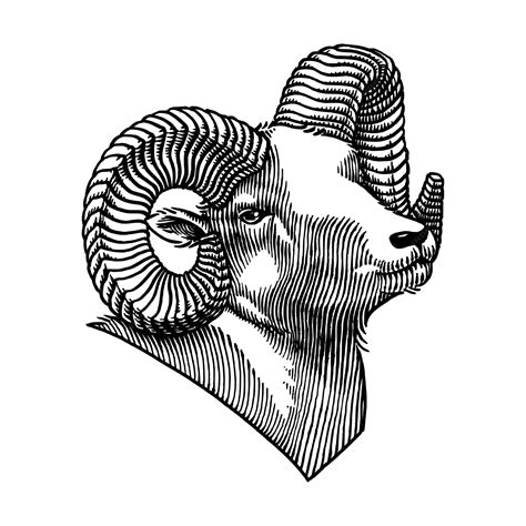 Premium Vector Hand Drawn Illustration Of Rocky Mountain Bighorn