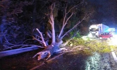 Fallece Un Camionero En Un Accidente Provocado Por La Ca Da De Un Rbol