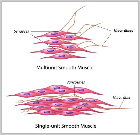 Picture of a muscle cell - Graph Diagram